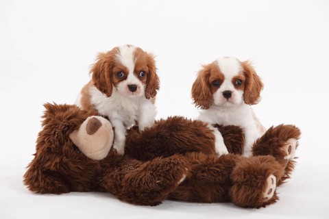 Cavalier King Charles Spaniel