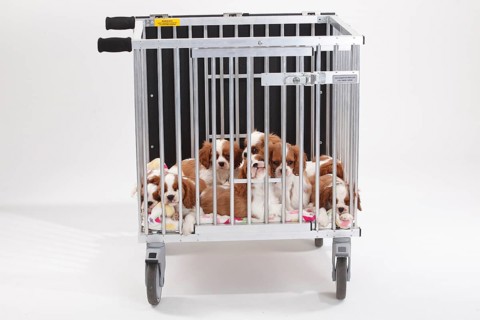 Cavalier King Charles Spaniel
