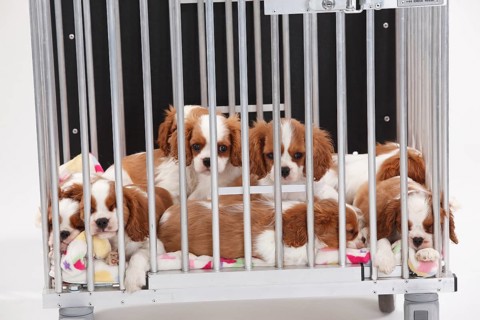 Cavalier King Charles Spaniel