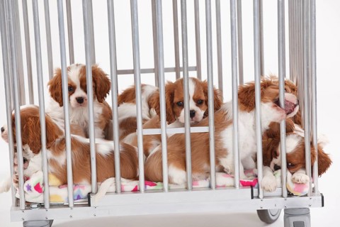 Cavalier King Charles Spaniel
