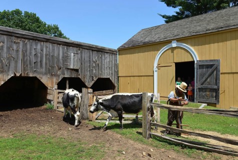 Oxen