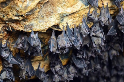 Bats in a cave