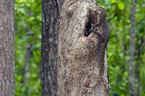 Bengal monitor