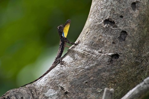 Spotted flying dragon