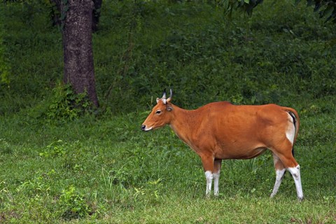 Tembadau