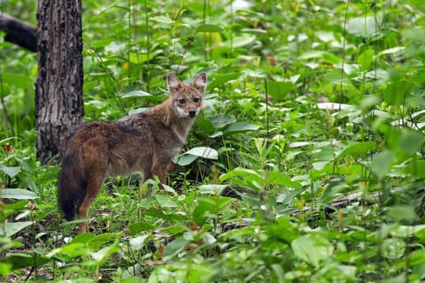 Golden jackals