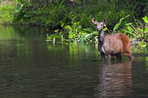 Sambar