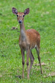 Eld's deer