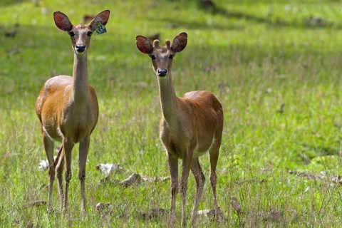 Eld's deer