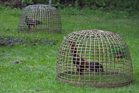 Domestic chickens