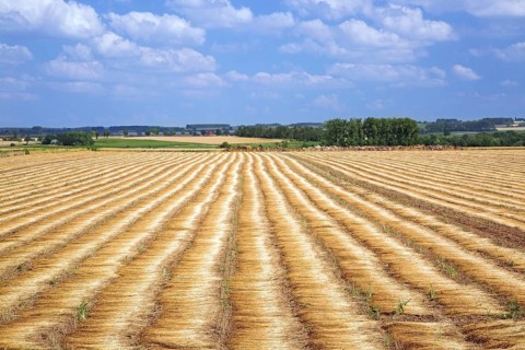 Arable land with flax that is thawed or milled