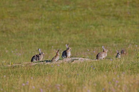 European rabbits