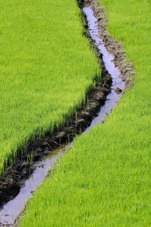 Rice seedlings