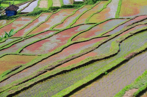Rice Terraces of Jatiluwih