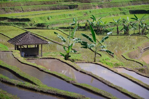 Rice Terraces of Jatiluwih