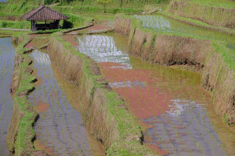 Rice Terraces of Jatiluwih