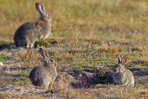 European rabbits