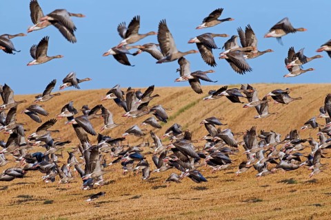 Flock of greylag geese