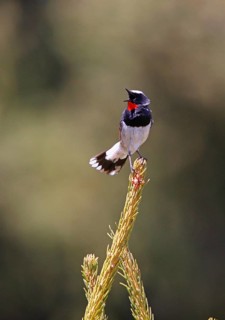 White-tailed Rubythroat