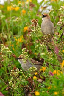 Hunter's Cisticola
