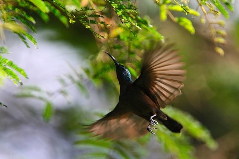 Long-billed Sunbird