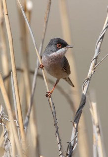 Menetries's Warbler