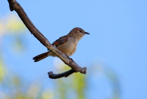 Streak-fronted Thornbird