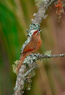 Potter Bird