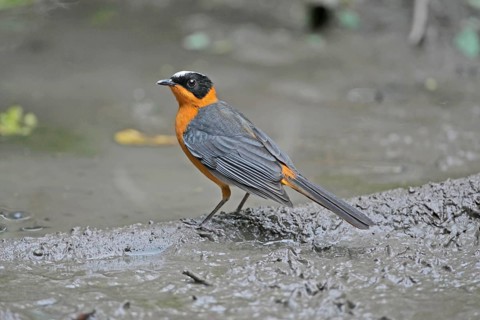 Snowy-crowned Robin-chat
