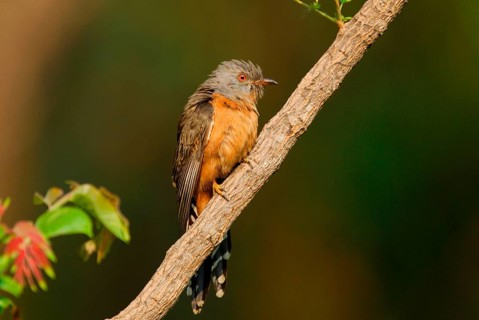Plaintive Cuckoo