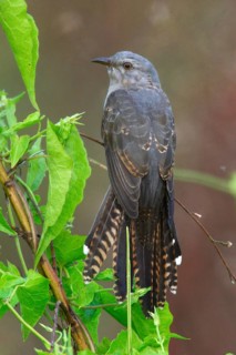 Plaintive Cuckoo