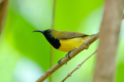 Olive-backed sunbird