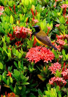 Green-backed Sunbirds