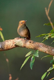 Small Niltava