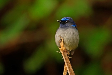 Small Niltava