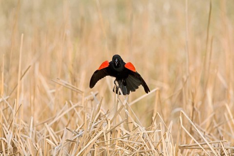 Red-winged Blackbird