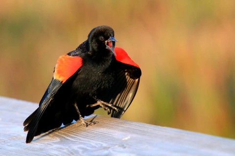 Red-winged Blackbird