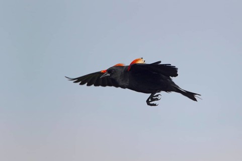 Red-winged Blackbird