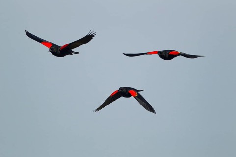 Red-winged Blackbird