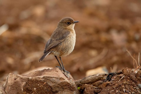 Moorland chat