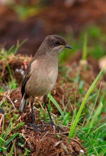 Alpine Wheatear