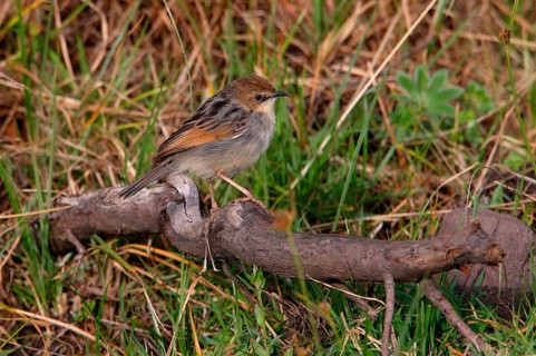 Lugubris