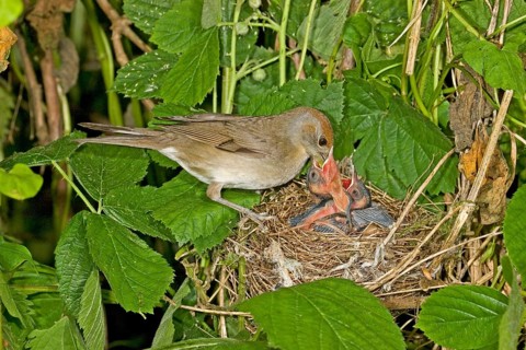 Blackcap