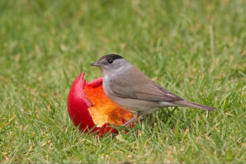 Blackcap