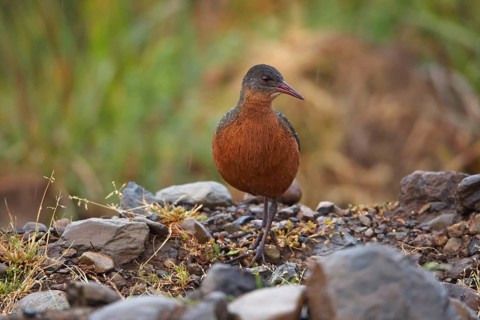 Rouget's rouget's rail