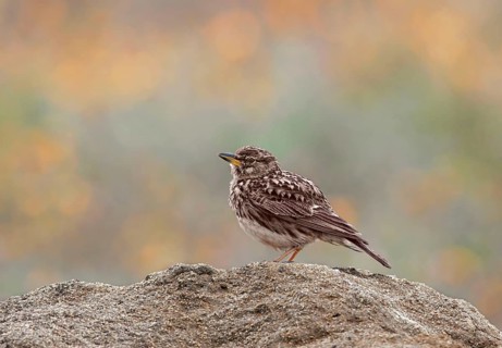 Cape clapper lark