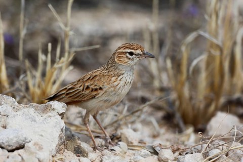 Eastern Clapper Lark