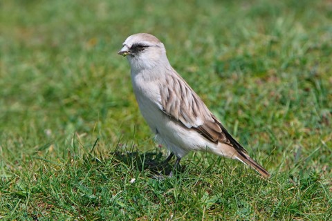 White-rumped Snowfinch