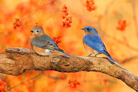 Eastern Bluebird