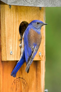 Western Bluebird